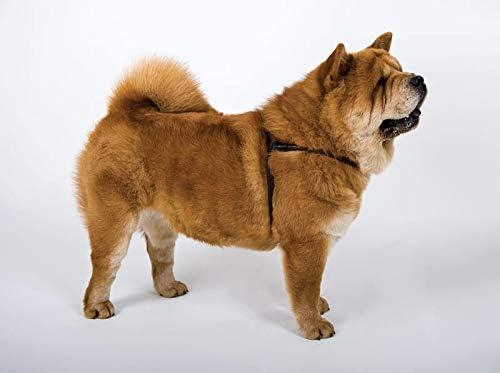 Produktbild Dingo Ledergeschirr (S, Hund, Spazieren, Allgemein)