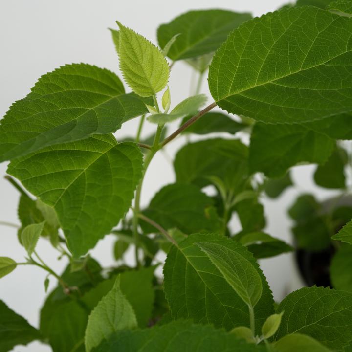 Immagine prodotto Plant in a Box Ortensia Forte Annabelle - Ortensia (30 cm)