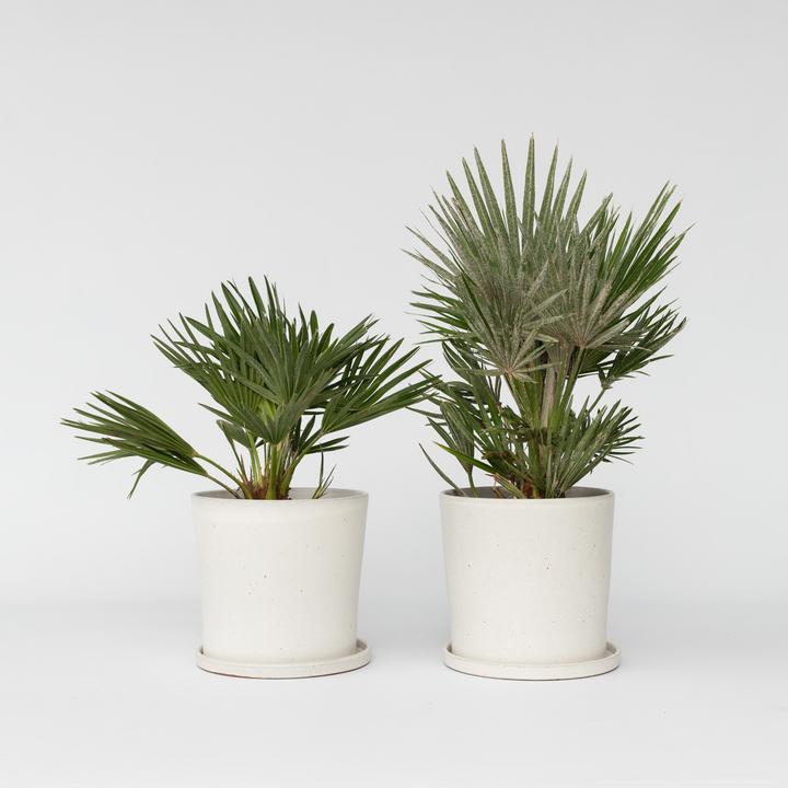 Actual product image Plant in a Box Chamaerops 'Vulcano' - set of 2 volcano dwarf palms (35 cm)