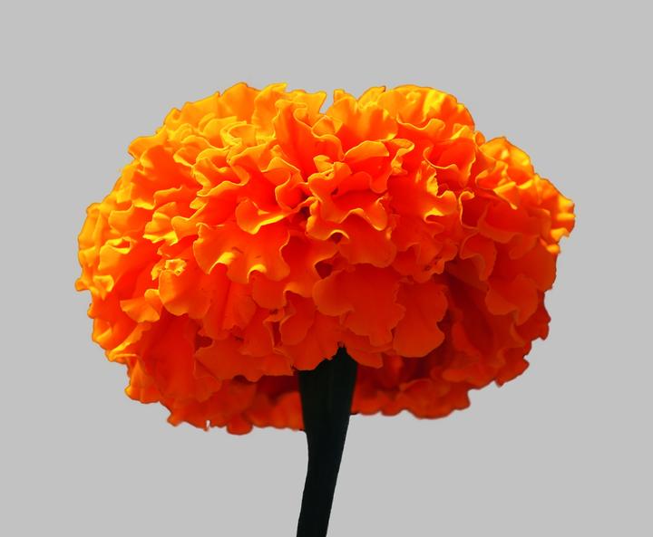 Actual product image Zollinger Bio Tagetes (marigold), dyeing marigold (annual) (Seedlings)