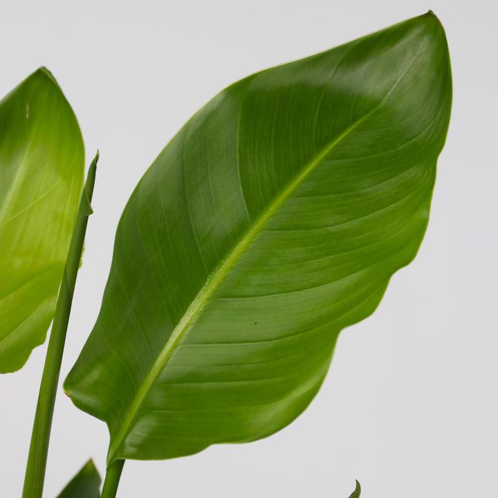 Image du produit Plant in a Box Strelitzia Nicolai - Lot de 2 Fleur d'oiseau de paradis (70 cm)
