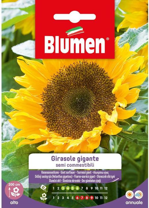 Produktbild Blumen Saatgut Sonnenblume Gigante (Pflanzensamen)