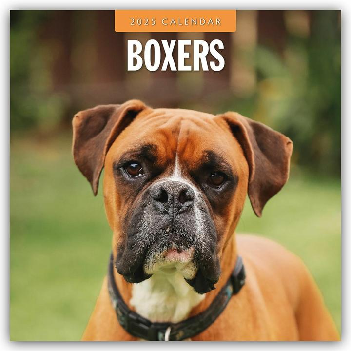 Image du produit Boxers - Boxer allemand 2025 - Calendrier 16 mois