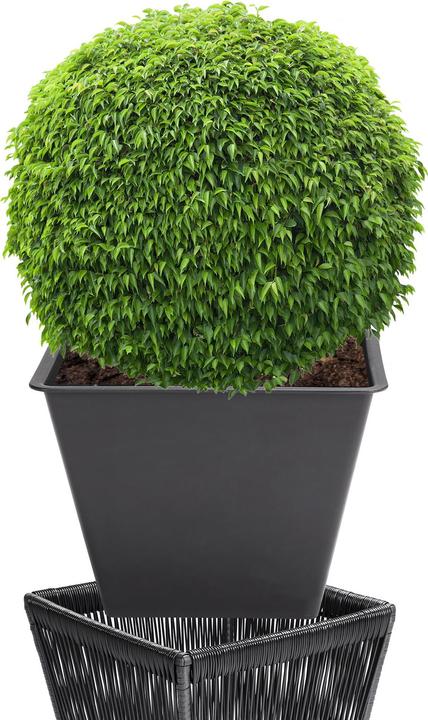 Immagine prodotto Casaria Cassone fioriera (36 cm)