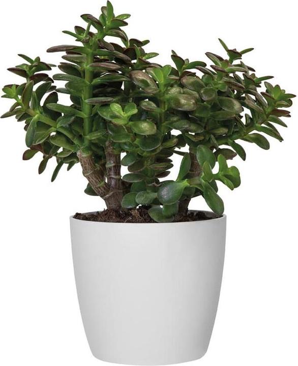 Image du produit Elho Bruxelles (13.50 cm)