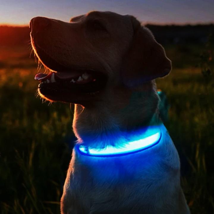 Image du produit Cbx Collier de chien à LED rechargeable Taille L - 46-50cm (L, Chien)