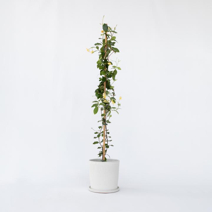 Image du produit Plant in a Box Trachelospermum jasminoides Star of Toscane - Jasmin en étoile (110 cm)