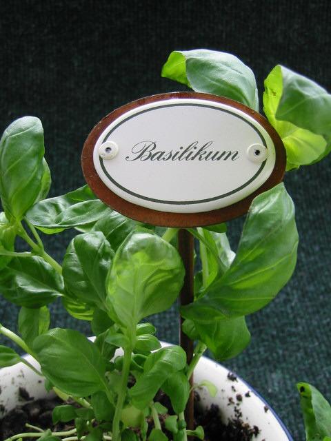 Image du produit Münder Plants d'épices au basilic (25 cm)