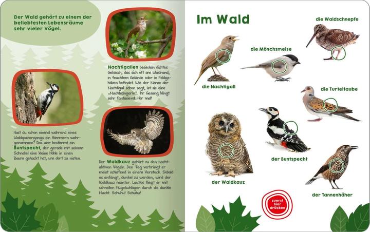 Actual product image Mein grosses Buch der Vogelstimmen (German, 2024)