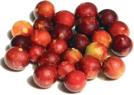 Immagine prodotto Sembrador Camu Camu in polvere Fairtrade Organic (1 Pezzo/i, Polvere, 214 g)