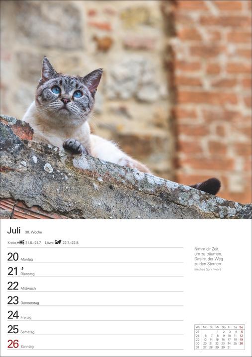 Actual product image Harenberg Katzen Wochenplaner 2026 - 53 faszinierende Fotografien (Hardcover, German)