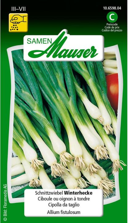 Produktbild Samen Mauser Schnittzwiebel Winterhecke (Blumenzwiebel)