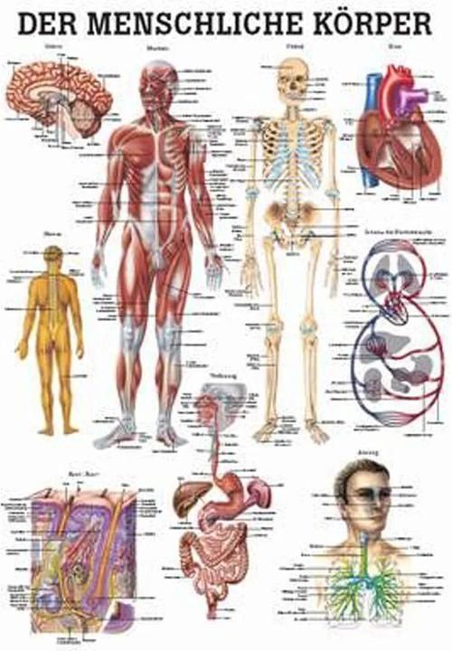 Immagine prodotto Rüdiger Grafico didattico anatomico Il corpo umano tedesco (34 x 34 cm)