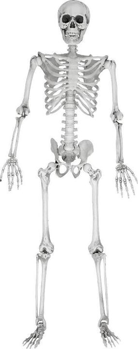 Actual product image TOP Life size skeleton