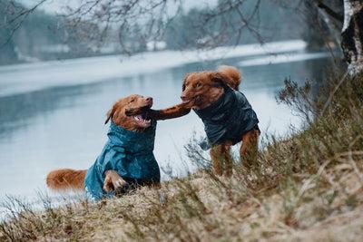 Actual product image Hurtta Monsoon Coat bilberry (65, Dog coat)