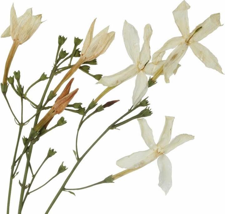 Image du produit Florascent Spray aromatique Jasmin Abs