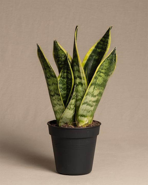 Actual product image feey Little mother-in-law's tongue (25 cm, Freshly repotted)