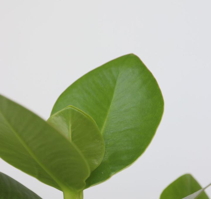 Produktbild Plant in a Box Areca, Asplenium, Clusia, Philodendron, Spathiphyllum - 5er Mischung Lufreinigende pflanzen (25 cm)