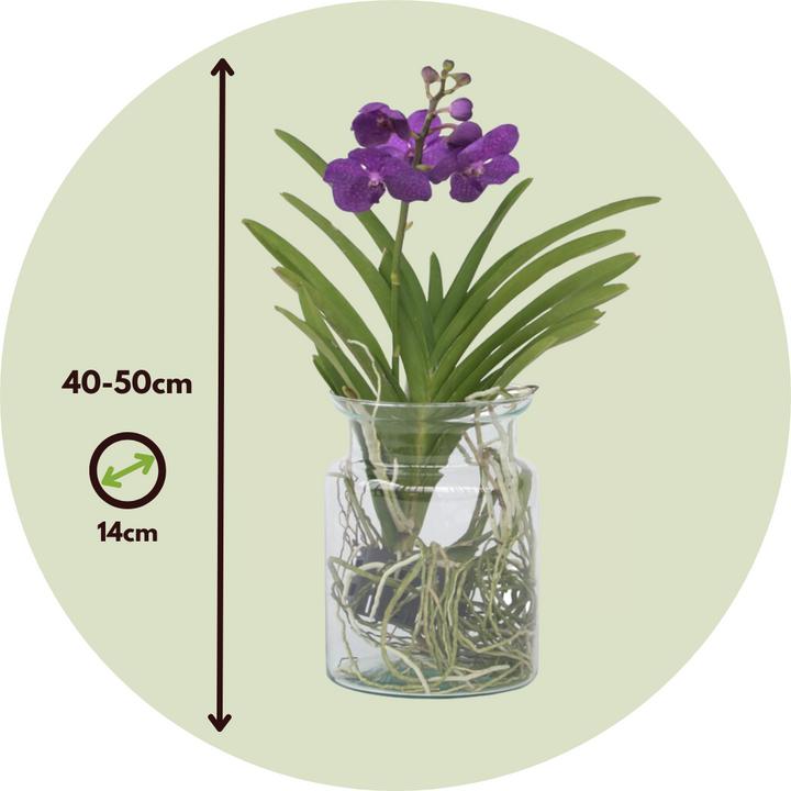 Produktbild Plant in a Box Vanda 'Blue' - Orchidee (45 cm)