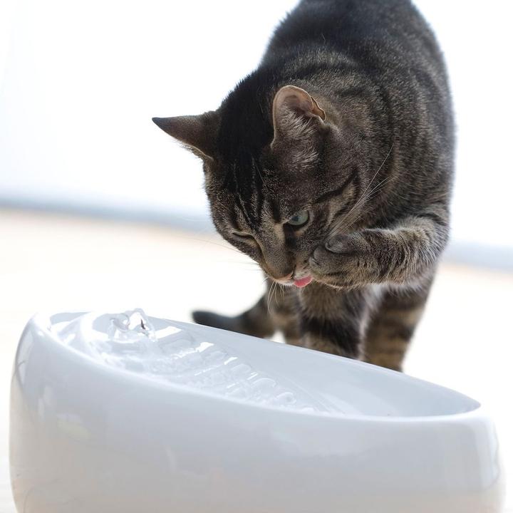 Actual product image Lucky Kitty Ceramic drinking fountain (1.50 l)