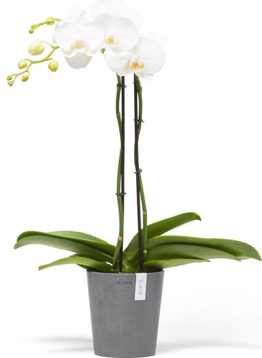 Actual product image Ecopots Morinda (14 cm)