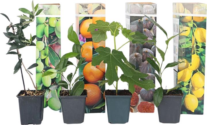 Plant in a Box Citrus calamondin, citrus limon, ficus carica, olea - 8er Set Mediterranen Obstbäumen (25 cm)