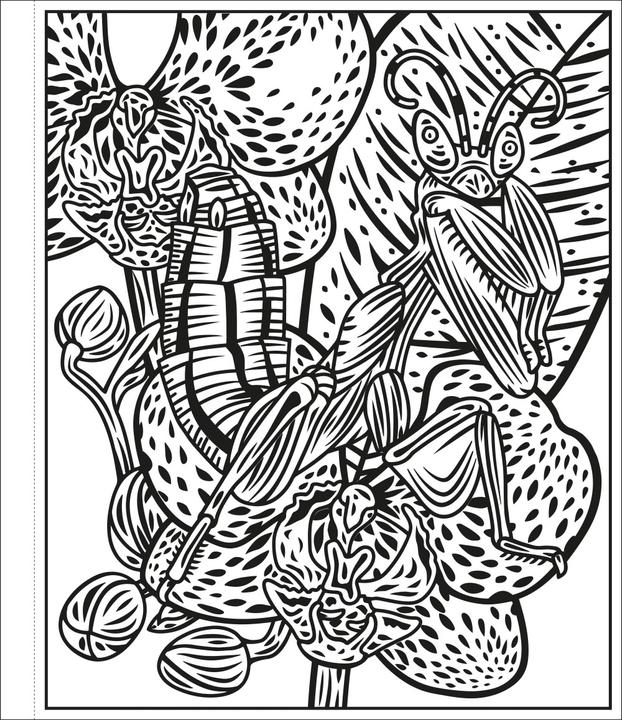 Actual product image My Colour Magic Colouring Book: The Colourful World of Insects