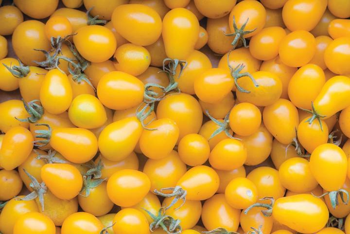 Image du produit Living Seeds Tomate cerise, yellow Submarine (Graines de légumes)