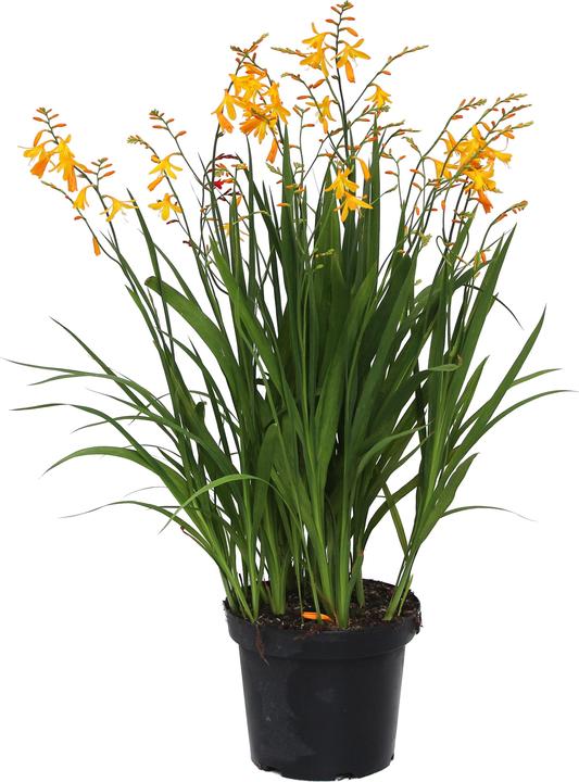 Immagine prodotto Zulauf Crocosmia croc. (x) 'George Davidson' / Monbretie 'George Davidson' (30 cm)