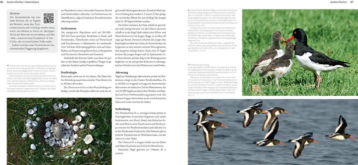 Produktbild Die Watvögel Europas (Deutsch, Kirsten Nutto, Martina Wiese, Lars Gejl, 2024)