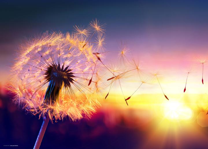 CoverYourDesk Schreibtischunterlage Pusteblume im Sonnenlicht