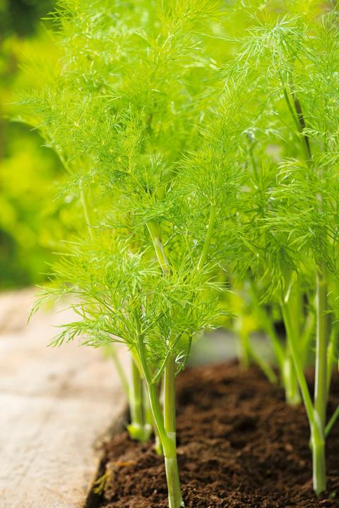 Image du produit Living Seeds Aneth (Graines d'herbes aromatiques)