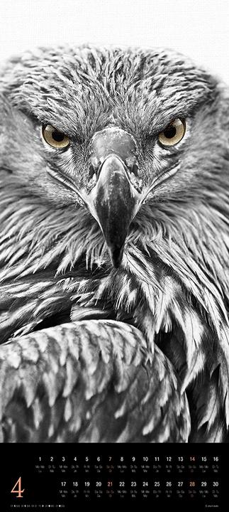 Produktbild Animals 2024 (30 x 30 cm, Harter Einband, Spanisch, Französisch, Italienisch, Polnisch, Englisch, Niederländisch, Tschechisch, Deutsch)