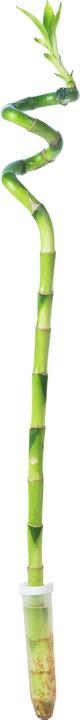 Image du produit Flowerbox Lucky Bamboo - Dracaena Sanderiana (50 cm)