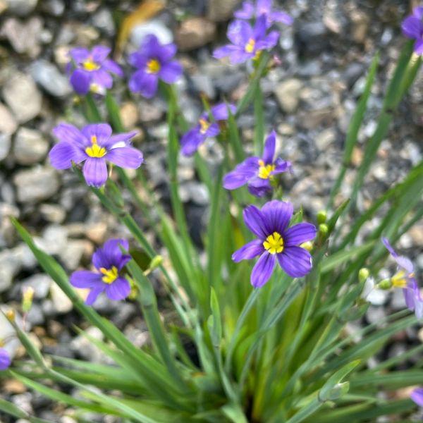 Immagine prodotto Säntispracht Set di 3, Il giglio sempreverde - Sisyrinchium angustifolium Lucerna (20 cm)