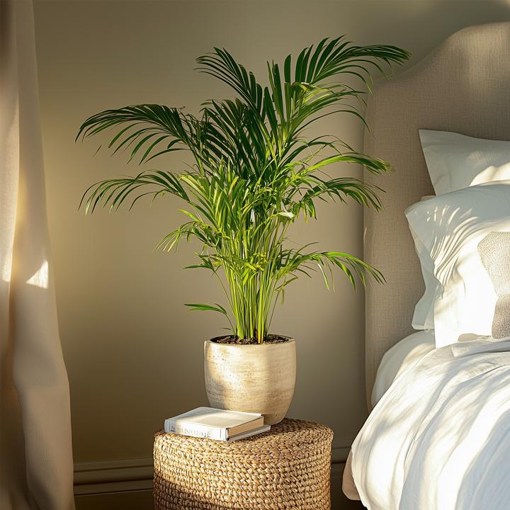 Image du produit Plant in a Box Dypsis Lutescens - Palmier à fruits d'or d'Areca (60 cm)