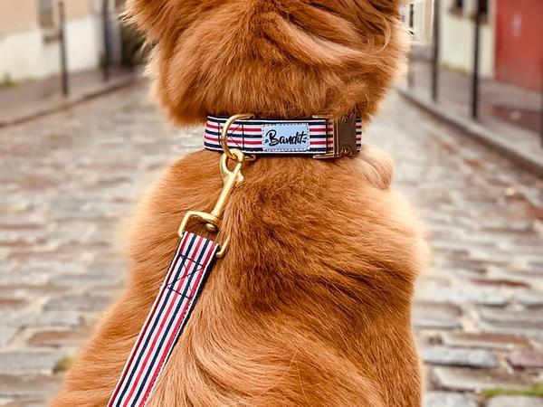 Image du produit French Bandit Collier pour chien The French Banban (Chien, Général)