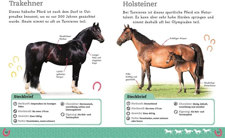 Produktbild Pferde und Ponys (Deutsch, DK Verlag - Kids, 2019)