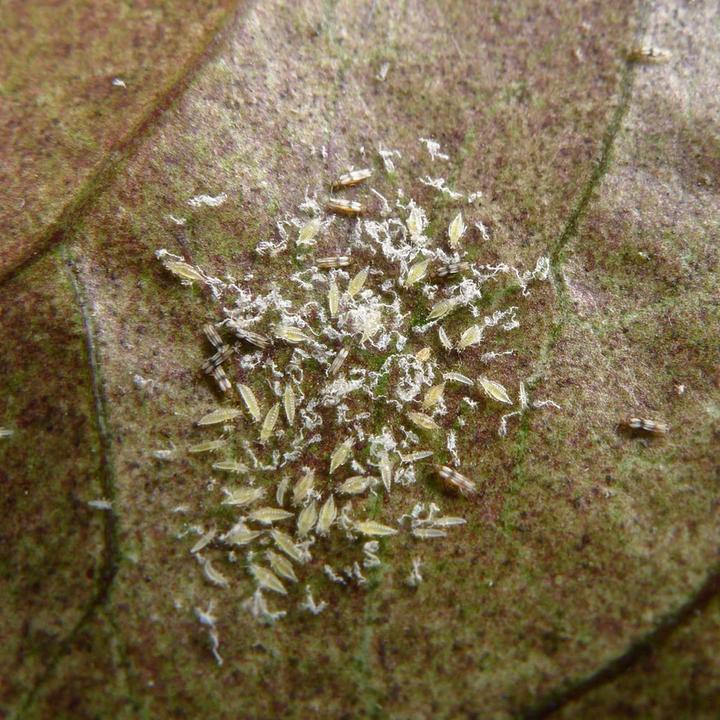 Produktbild Andermatt Biogarten NeemAzal-T/S (Schadinsekten)
