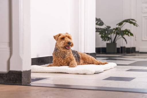 Actual product image Designed by Lotte Lying cushion Ligra (Dog)