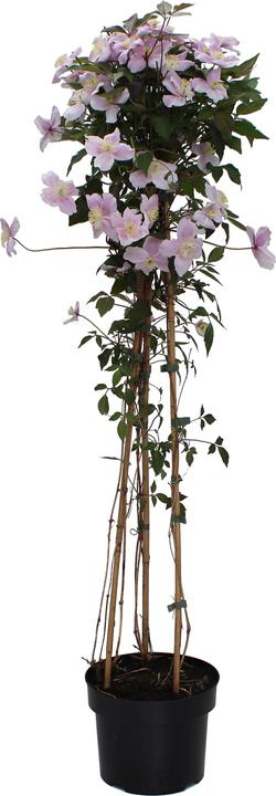 Produktbild Zulauf Anemonen-Waldrebe / Clematis montana var. rubens (80 cm)