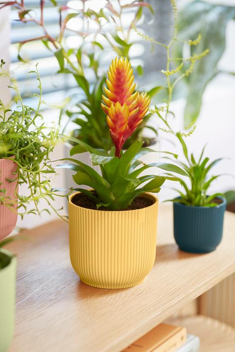 Produktbild Elho Blumentopf (16.10 cm)