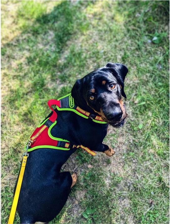 Immagine prodotto Niggeloh Pettorina per cani Segui il sentiero (M, Cane, Sport cane)