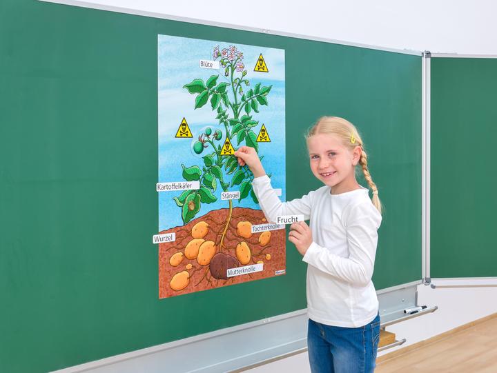Actual product image Betzold The potato plant