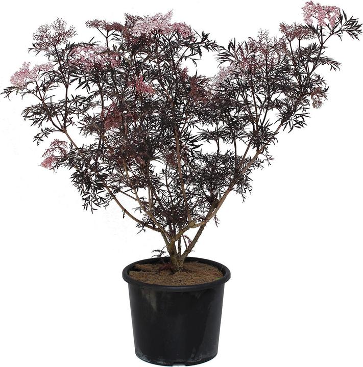 Immagine prodotto Zulauf Schwarzer Holunder / Sambucus nig. 'Black Lace' (70 cm)