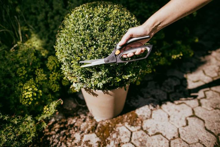 Image du produit Fiskars Buchsbaumschere S50