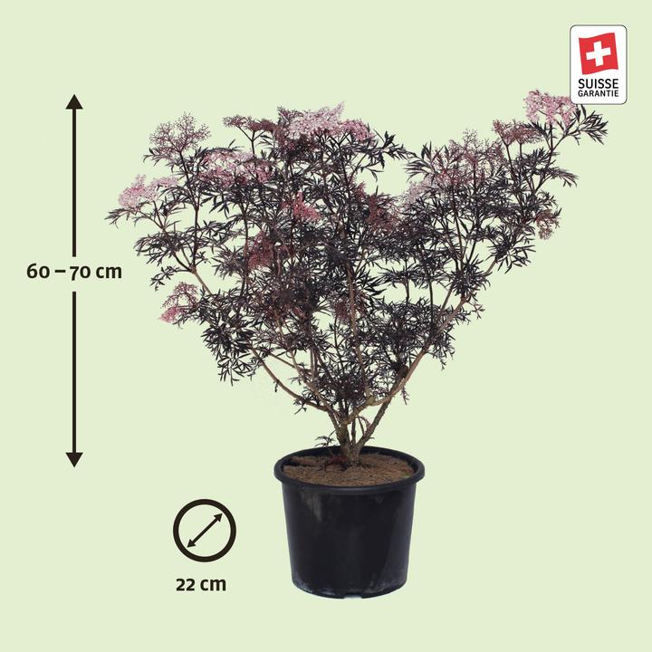 Immagine prodotto Zulauf Schwarzer Holunder / Sambucus nig. 'Black Lace' (70 cm)