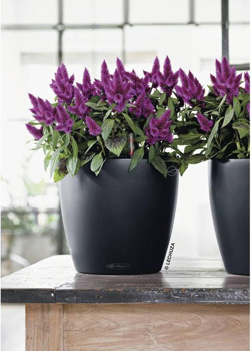 Actual product image Lechuza Classico Color (21.50 cm)