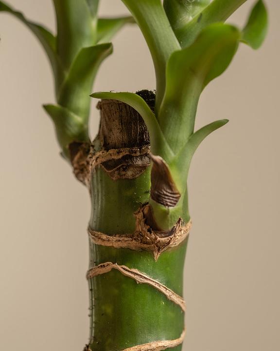 Actual product image feey Large dragon tree (85 cm, Freshly repotted)