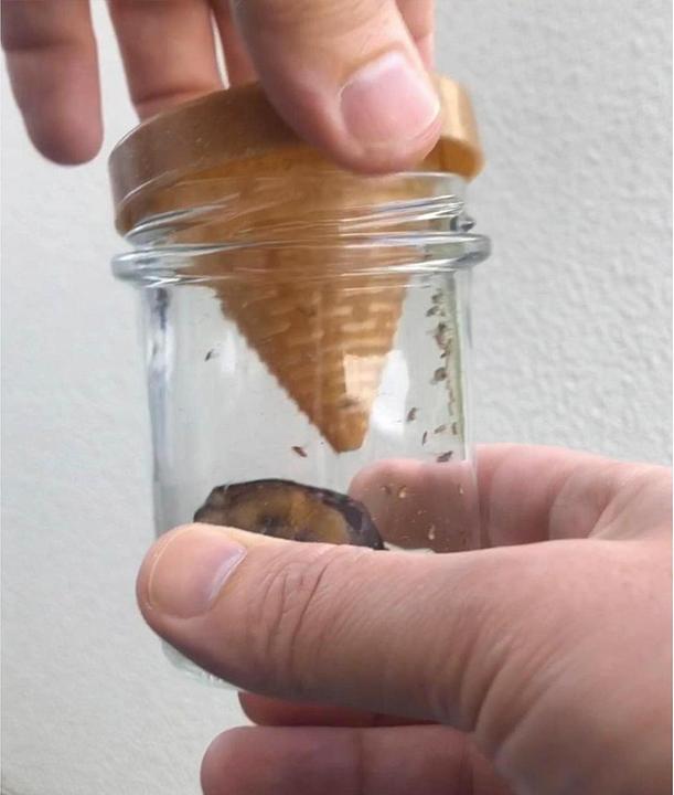 Image du produit Vincentes Frubby